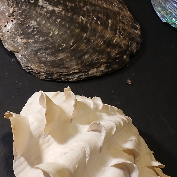 Iridescent Abalone Shell - Picture 10 of 15